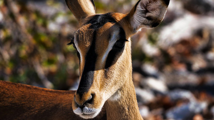 Weibliche Antilope