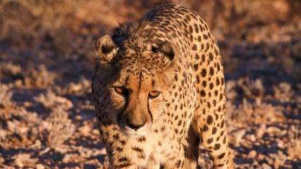 Gepard © Tim Ulrich