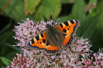 Aglais urticae (LINNAEUS, 1758) Kleiner Fuchs 11.08.2010 DE, Groß Schwansee (Ostsee)SONY DSC