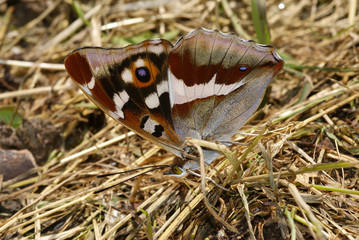 Großer Schillerfalter, Unterseite Apatura iris (LINNAEUS, 1758) Haan-Gruiten, Grube 10 2009:06:15...