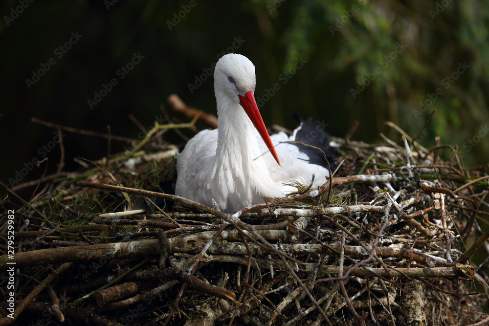 Sticker The white stork (Ciconia ciconia), sitting on the nest. Breeding season for the stork.