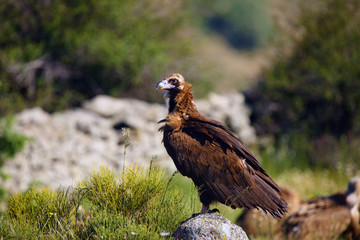 The cinereous vulture (Aegypius monachus) also known as the black vulture, monk  or Eurasian black vulture sitting on the feeding place. Big black vulture.