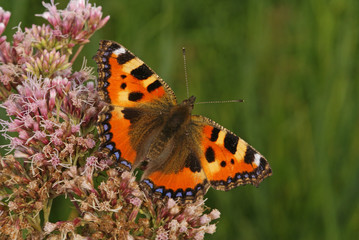 Aglais urticae (LINNAEUS, 1758) Kleiner Fuchs 13.08.2010 DE, Groß Schwansee (Ostsee)SONY DSC