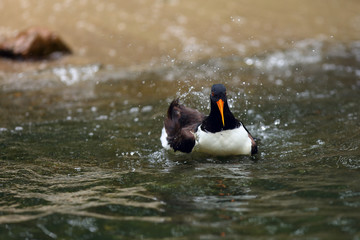 The Eurasian oystercatcher (Haematopus ostralegus) also known as the common pied oystercatcher, or...