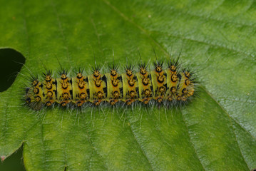 Nachtpfauenauge, Raupe Saturnia pavonia (LINNAEUS, 1758) e.o. Opladen 20.06.2009 12:52