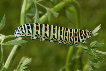Schwalbenschwanz, Raupe Papilio machaon LINNAEUS, 1758 Vohwinkel (Wuppertal) 2009:06:26 16:22:29