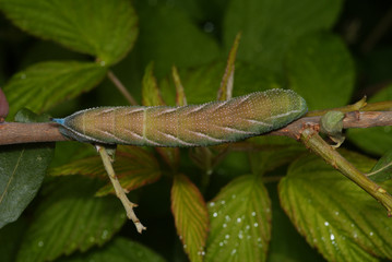 Abendpfauenauge, Raupe vor Verpuppung Smerinthus ocellata (LINNAEUS, 1758) e.o. Opladen 21.06.2009 12:12