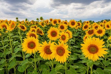 Sonnenblumen Sunflowers am Feldrand