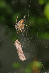 Araneus diadematus Gartenkreuzspinne mit Beute (Ampfer-Wurzelbohrer (Triodia sylvina)) 28.08.2010 DE, Leverkusen, OpladenSONY DSC