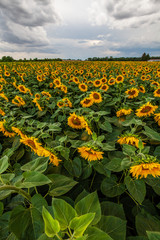 Sunflowers on Field Feld voller Sonnenblumen