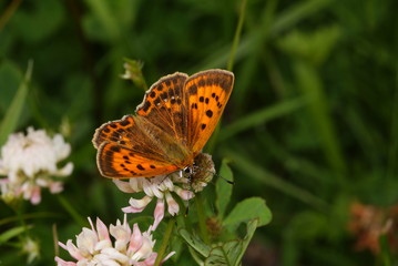 Dukatenfalter, Weibchen Lycaena virgaureae (Linnaeus, 1758) Trupbacher Heide (bei Siegen) 2009:07:05 10:52:51