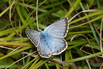 Silbergrüner Bläuling, Männchen Polyommatus coridon (PODA, 1761) Lampertstal (Eifel) 2009:07:22 10:56:39