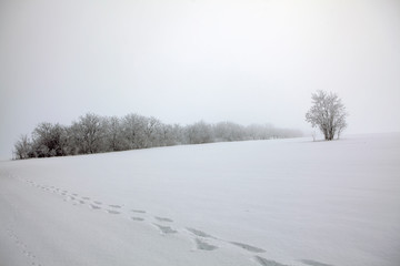 Fototapeta na wymiar footprints on the snowy field 