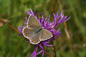 Silbergrüner Bläuling, Weibchen Polyommatus coridon (PODA, 1761) Lampertstal (Eifel) 22.07.2009 11:30