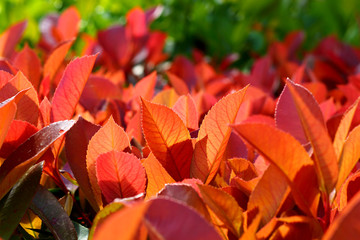 Bush evergreen plant Photinia with red leaves close-up, selective focus.