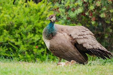 Female Peacock walking around with her babies