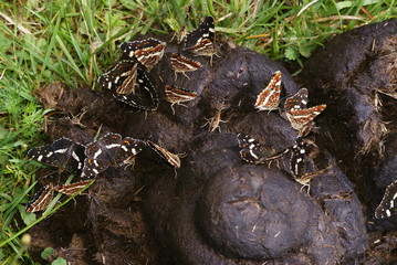 Landkärtchen auf Pferdemist Araschnia levana (LINNAEUS, 1758) Lampertstal (Eifel) 2009:07:22 13:02:20