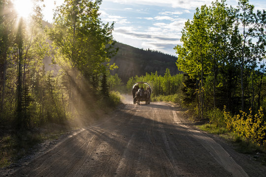 Covered  wagon with sun rays shining through trees