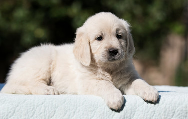 puppy breed golden retriever looks