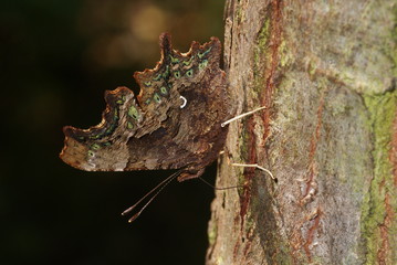 C-Falter an Baumsäften, Unterseite Polygonia c-album (LINNAEUS, 1758) Opladen 2009:08:27 13:05:59 © Tim's insects