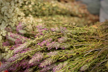 Cut bunch Sage with lilac flowers close-up, selective focus.