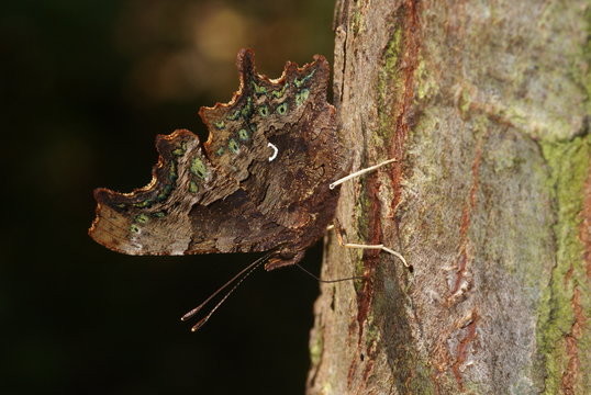 C-Falter an Baums&auml;ften, Unterseite Polygonia c-album (LINNAEUS, 1758) Opladen 2009:08:27 13:05:59
