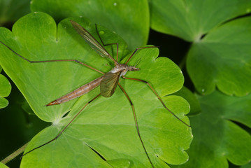Tipula paludosa Wiesenschnake 11.09.2010 DE, Leverkusen, OpladenSONY DSC