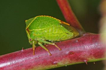 Stictocephala bisonia Büffelzikade 12.09.2010 DE, Leverkusen, OpladenSONY DSC
