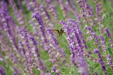 Magnificent hummingbird eating along the Salvia officinalis flowers