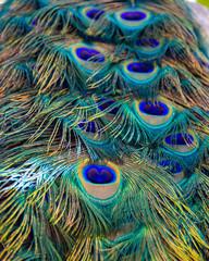 Close up of peacock feathers