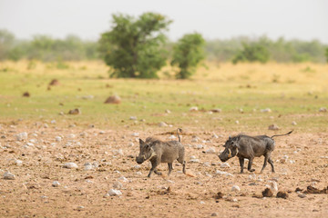 Desert Warthog - Phacochoerus aethiopicus, popular mammal from African savannas, Etosha National Park, Namibia.
