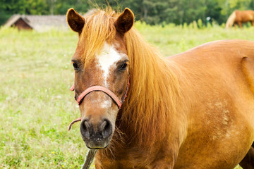 Obraz premium brown horse grazing on a green field on a summer day.