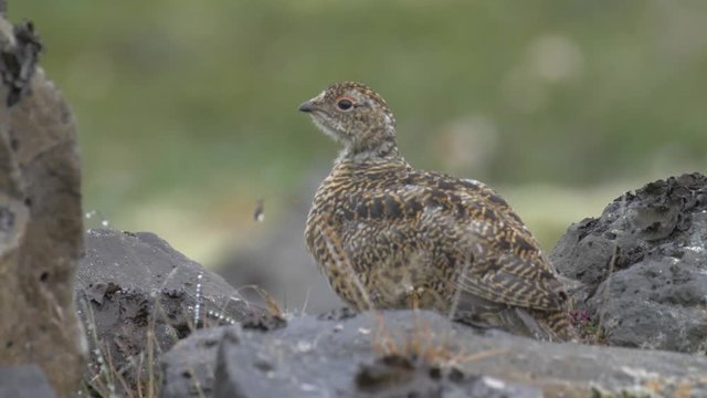 Ptarmigan, Female and chicks, &Uacute;lfsvatn, Iceland