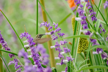 Magnificent hummingbird eating along the Salvia officinalis flowers