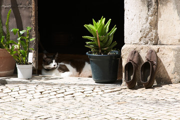 Cat in doorway with shoes