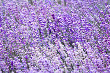 Purple violet color lavender flower field closeup background. Selective focus used.