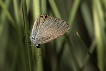 The small butterfly