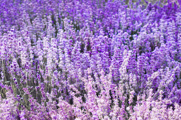 Obraz premium Purple violet color lavender flower field closeup background. Selective focus used.
