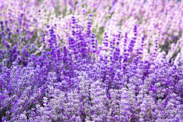 Naklejka premium Purple violet color lavender flower field closeup background. Selective focus used.