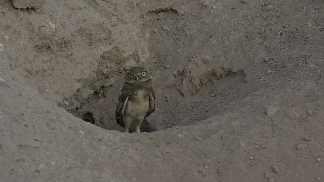 Arizona Flegling Burrowing Owlet standing in the burrow entrance