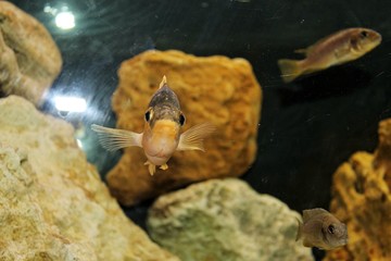 Amazing coral reef aquarium moment, aquarium with fish