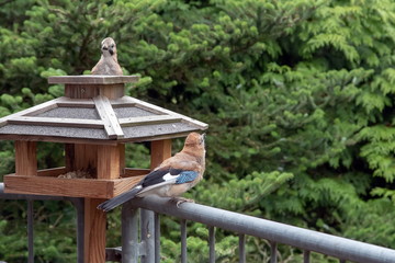 Eichelhäher auf dem Balkon