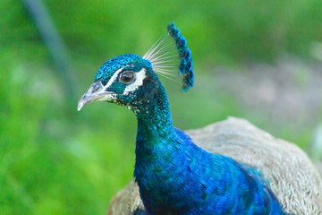 Obraz premium Close-up peacock lady. A peacock lady walk in the park