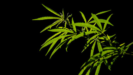 Open sheet of cannabis on a black background.Openwork sheet of hemp.Medicinal herb of the southern region.Light draws the texture of the sheet.Openwork, large, spicy leaf.Shadow and light.