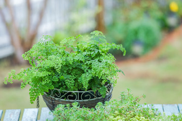 アジアンタムとセダム