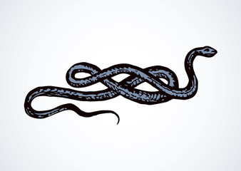 Snake. Vector drawing