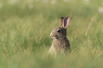 Naklejka na ściany i meble Young European rabbit in the nature habitat. Oryctolagus cuniculus. Wildlife scene from nature. Portrait of a European rabbit