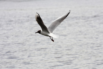 Fototapeta na wymiar The black headed gull (chroicocephalus ridibundus) flies above the lake