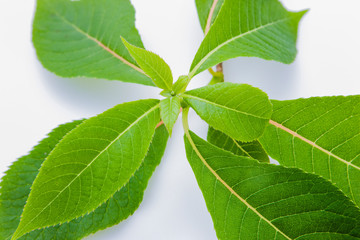 リョウブの若葉