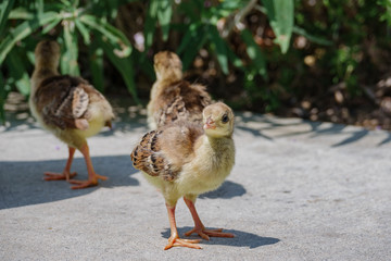 Close up shot of baby peacock on meadow